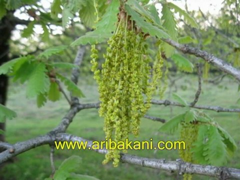 meşe ağacında bal olurmu, arıcılık videoları