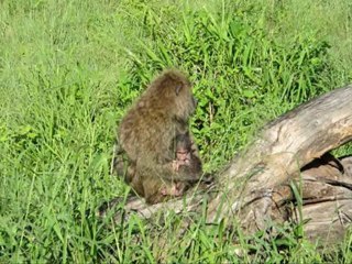 [Por onde andei] [Viagem 05] [Safaris na Africa 3-6]