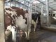 Robots de traite et troupeau de 100 vaches - Catherine Journel, vétérinaire : « Une différenciation des vaches comme dans les très grands troupeaux » (partie 2)
