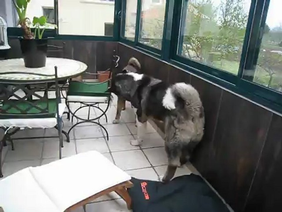 Jeux Akitas Veranda