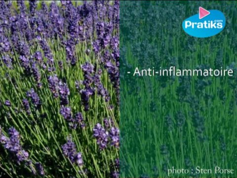 Comment faire une cure contre le rhume des foins ?