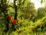 Spot - Tulipano che sboccia sulla via Francigena - by Gusti Toscani