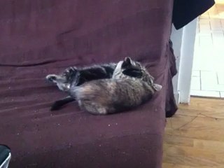 Course poursuite des chatons