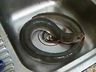 anguilas-yilan baligi-zmiyorka