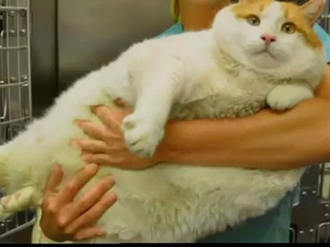 Ce chat de 18 kilos cherche un maître