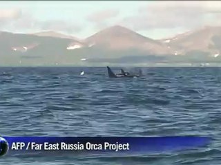 Russie: un orque albinos adulte repéré pour la première fois