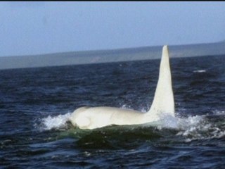 Scientists see first ever adult white orca whale