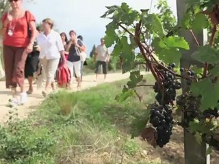 Episode 10 : Brownies pépites de chocolat blanc et gingembre confit