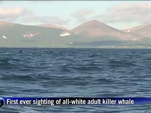 Russian scientists on quest for elusive white orca