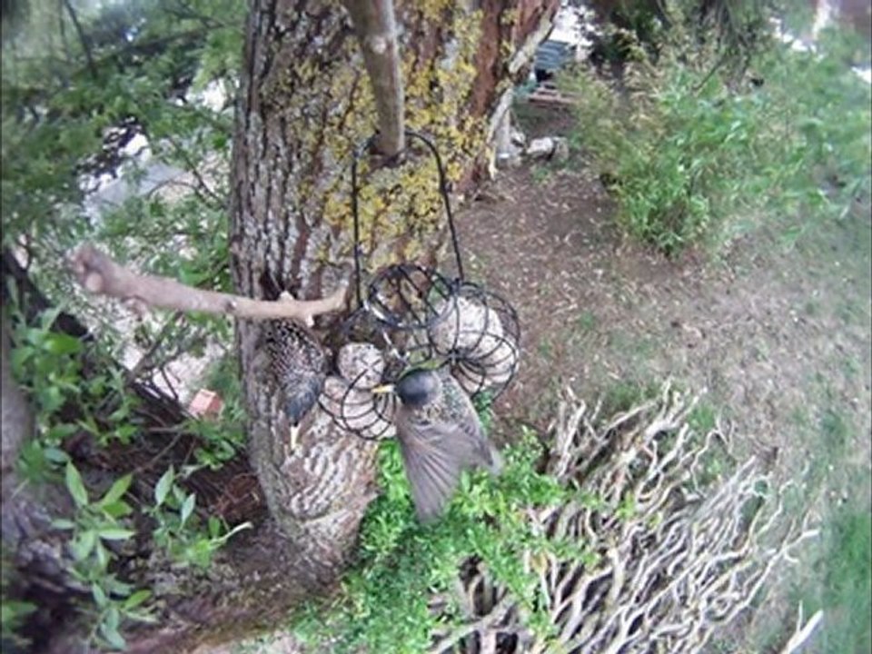 capture oiseaux