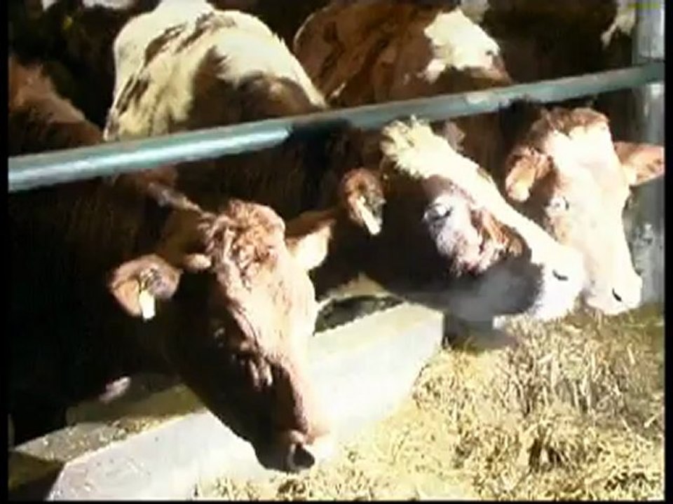 PanTV zinios 20120423