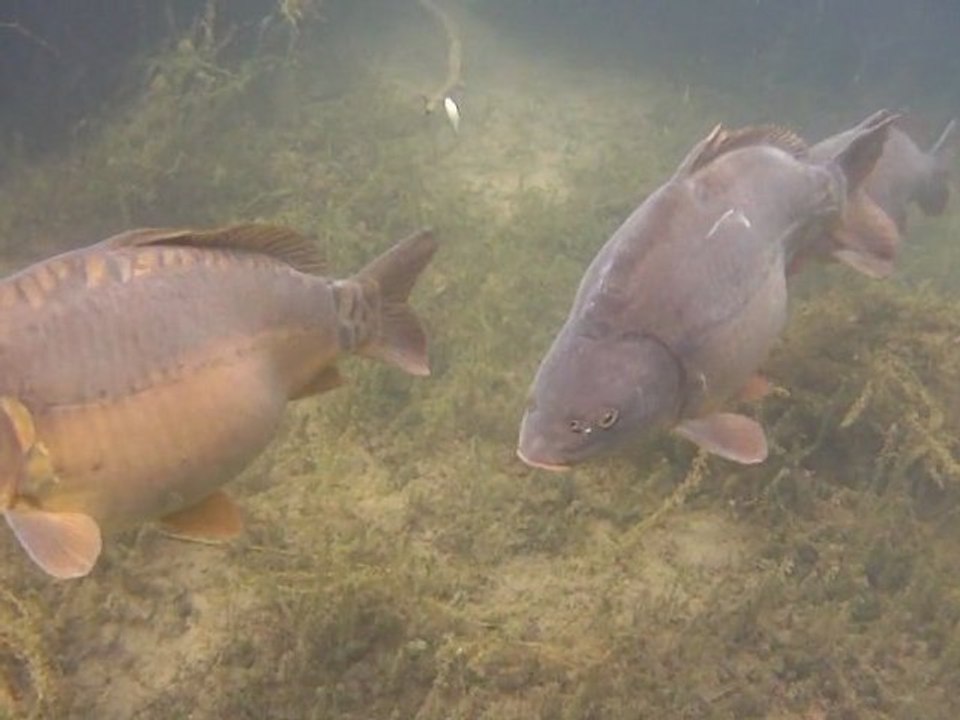La Carpe Face à la caméra dernière Partie