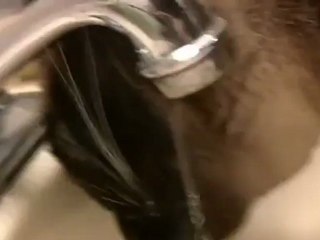 Cat Drinking Water From Faucet [YouPetsPlanet.Blogspot.Com]