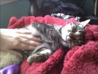 Cutest Cat Pics Ever [YouPetsPlanet.Blogspot.Com]