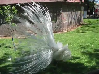 Gösterilerin en güzeli