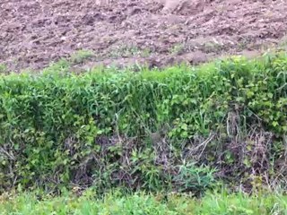 briquet griffon vendéen de la horde du bugey