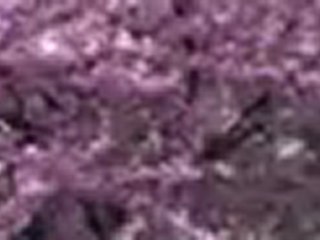 Udala plazako arbolak loratzen (Zuzendariaren muntaia)