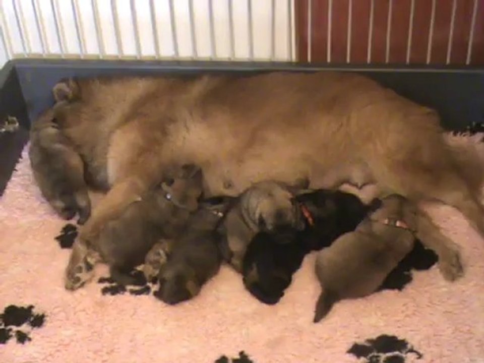 2 semaines