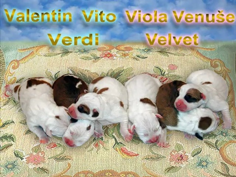 Amazonka puppies   * 04-2012