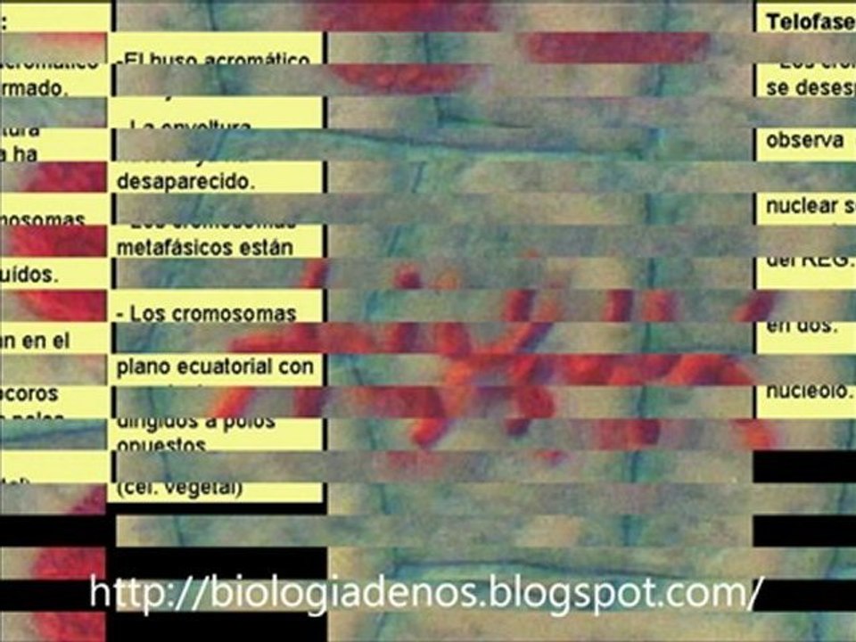 división celular