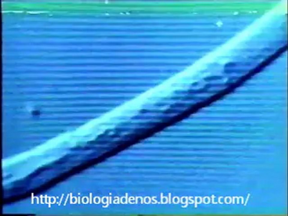 transporte axonico neuronas