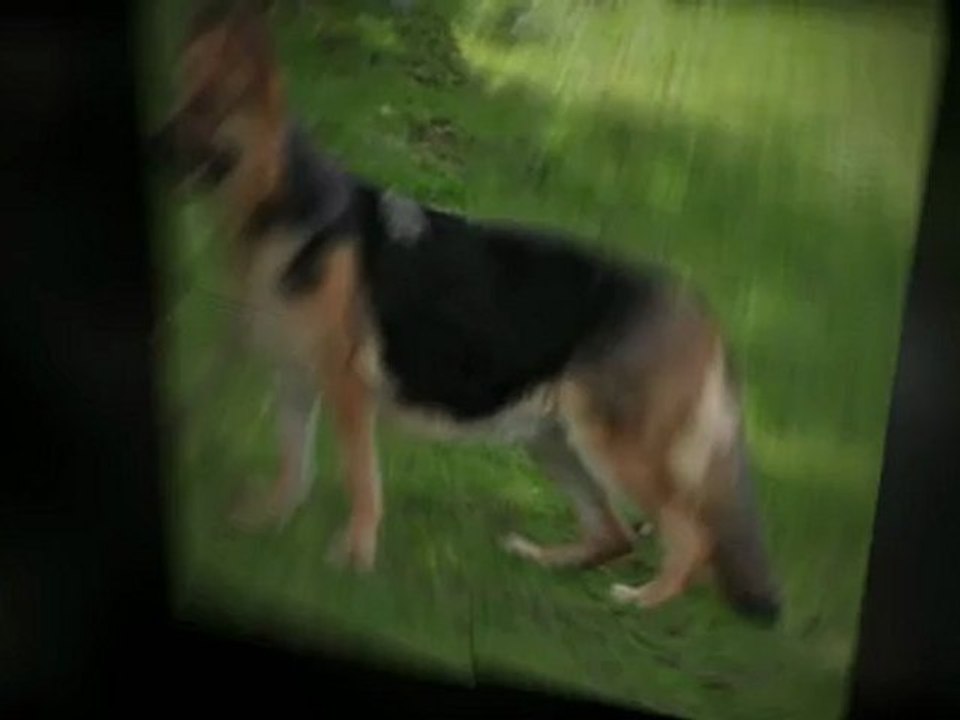 Reviews about the behaviour and care of dogs: Purebred Breeders.