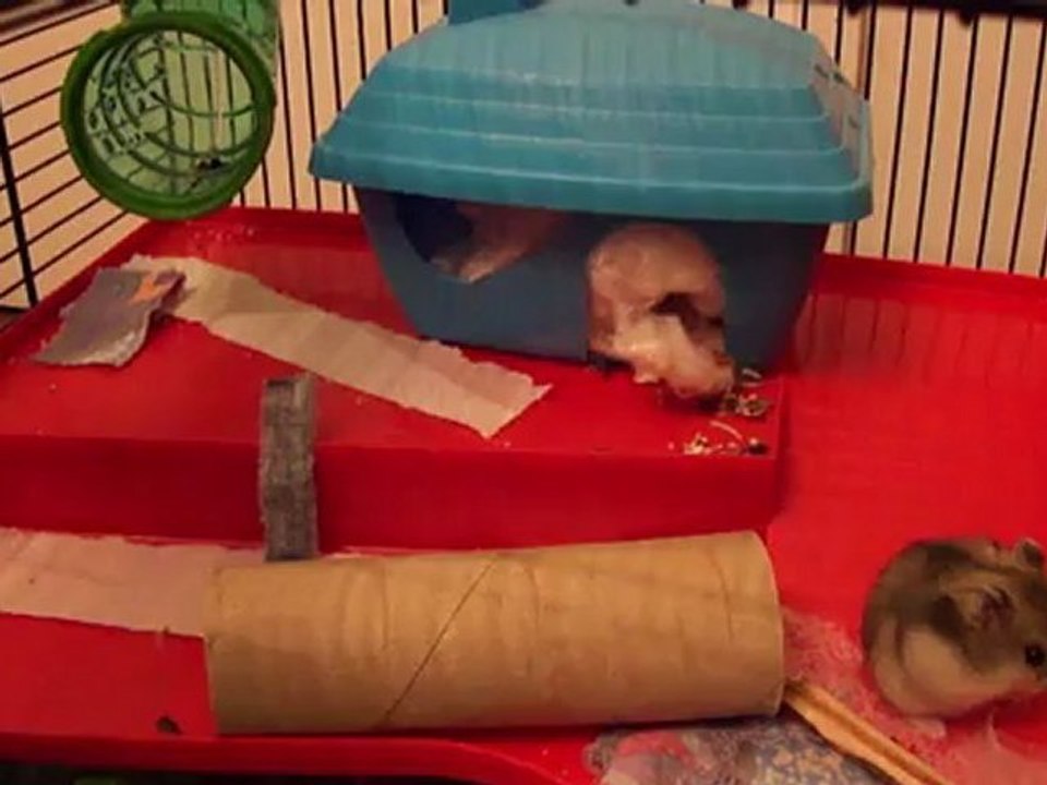 20120423-hamsters-01812