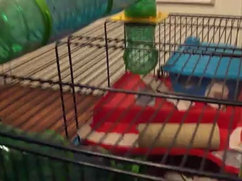 20120423-hamsters-01814