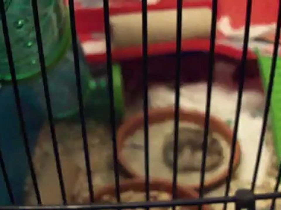 20120423-hamsters-01815