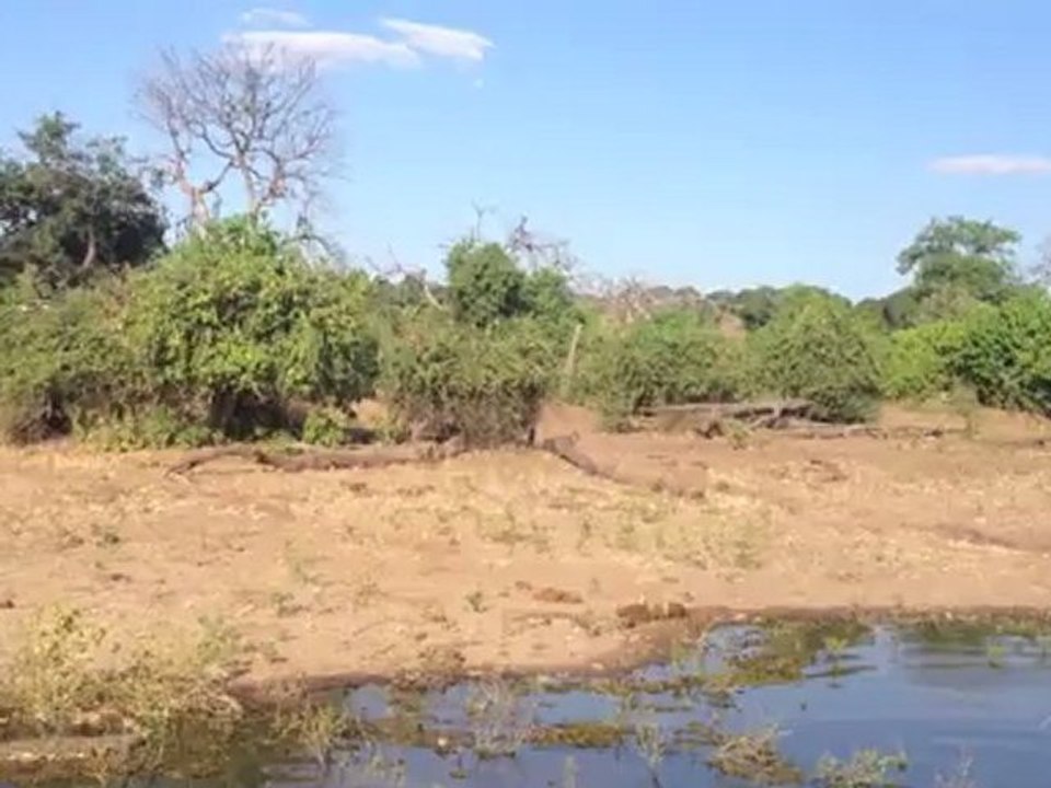Chobe River