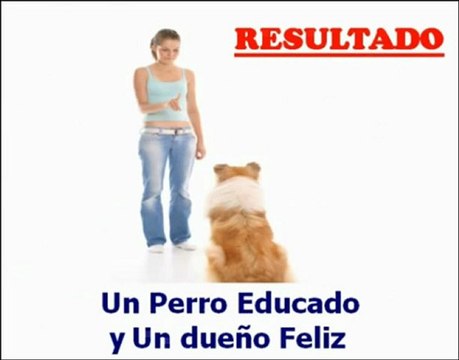 Como Educar A Mi Perro | Educar Perro Como Profesional | Como Adiestrar Perros y Cachorros
