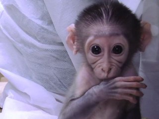 Loango, le petit singe qui fait craquer le Tout-Paris