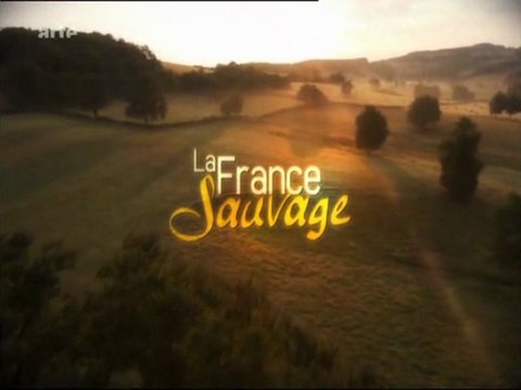 la corse, les trésors des fonds marins (1)