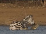 Crocodile Attack Zebra - Olha de vagalume - Vicente Telles