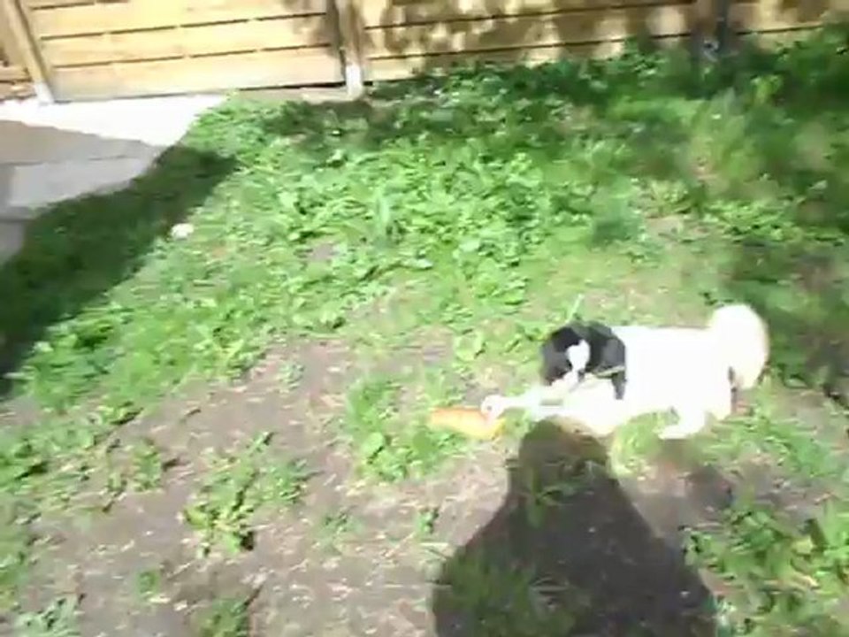 jeu dans le jardin  , shih shih - chin