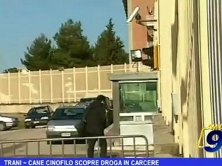 Trani | Cane cinofilo scopre droga in carcere