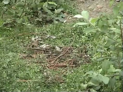 The beautiful Black Necked Crane by Europeancranefoundation Harry Geurts C 2012 Belgium harrygeurts@hotmail.be + 32 478 45 98 53.