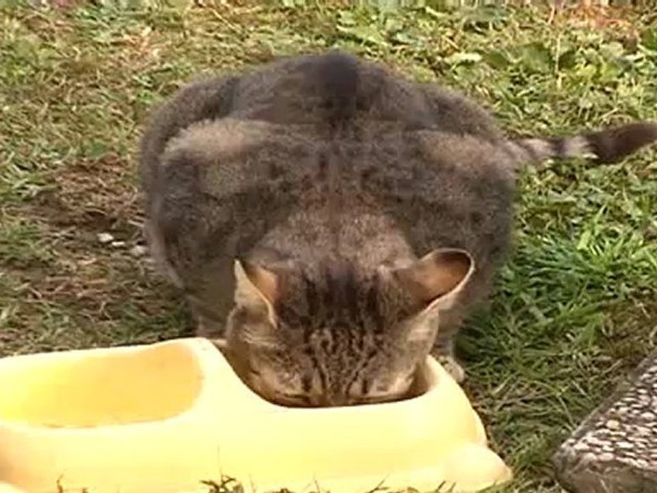 gatti avvelenati