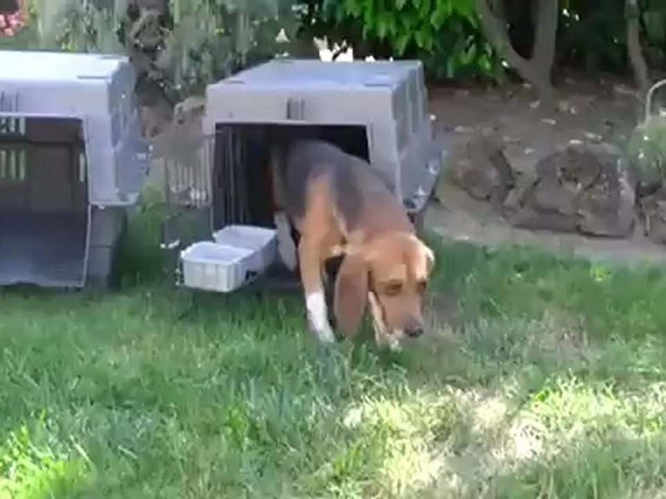 Beagle Freedom Project - Second Rescue - June 8, 2011