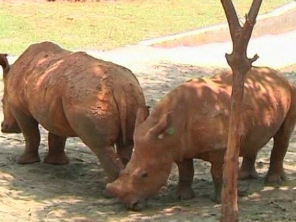 Bangladesh Zoo Welcomes New Animals