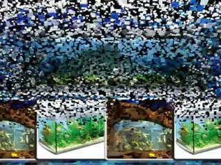 Freshwater Aquarium Information