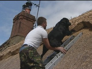 Dog climbs thatched roof to sit with owner