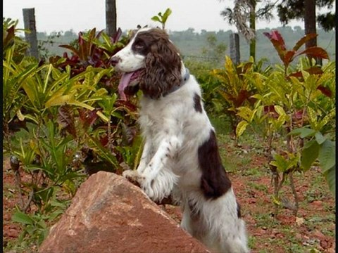 Springer-Spaniels