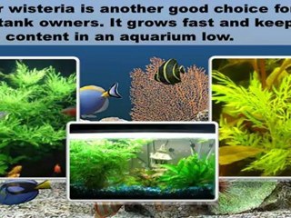 Freshwater Aquarium Plants