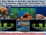 Freshwater Aquariums Care
