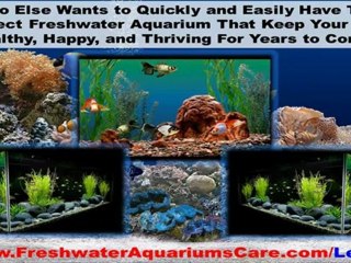 Freshwater Aquariums Care