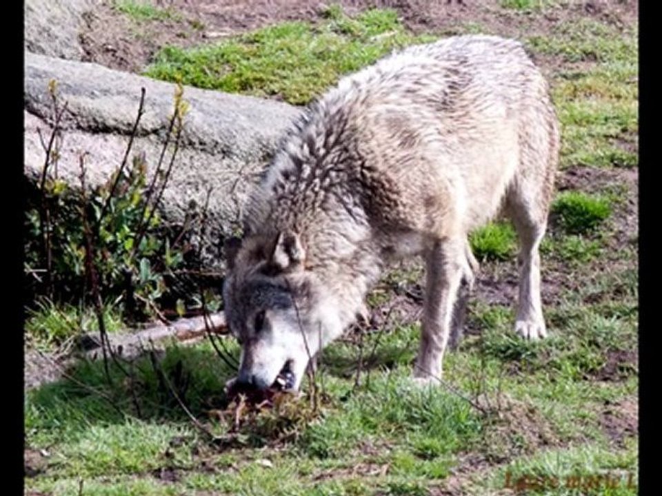 Wolves