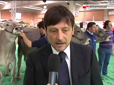TG 24.04.12 Mostra bovina di Martina Franca, zootecnia pugliese prima al sud