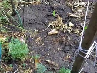 Gopher Control - Least Messy, Most Humane