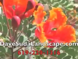 San Diego CA Dave Suda Landscape
